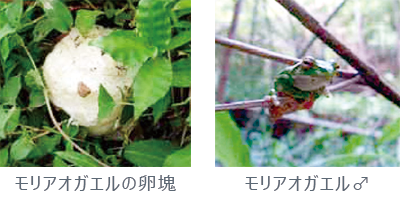モリアオガエル（植物および生態系の現況調査）